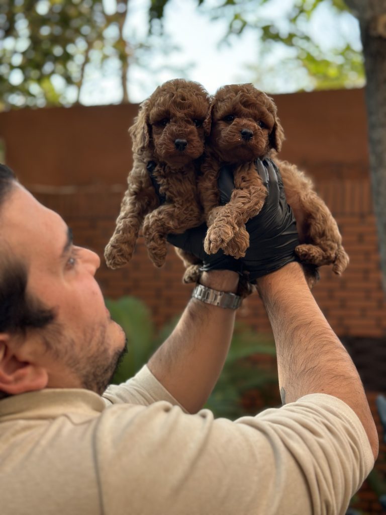 "A man holding two cute dark brown poodles side by side."