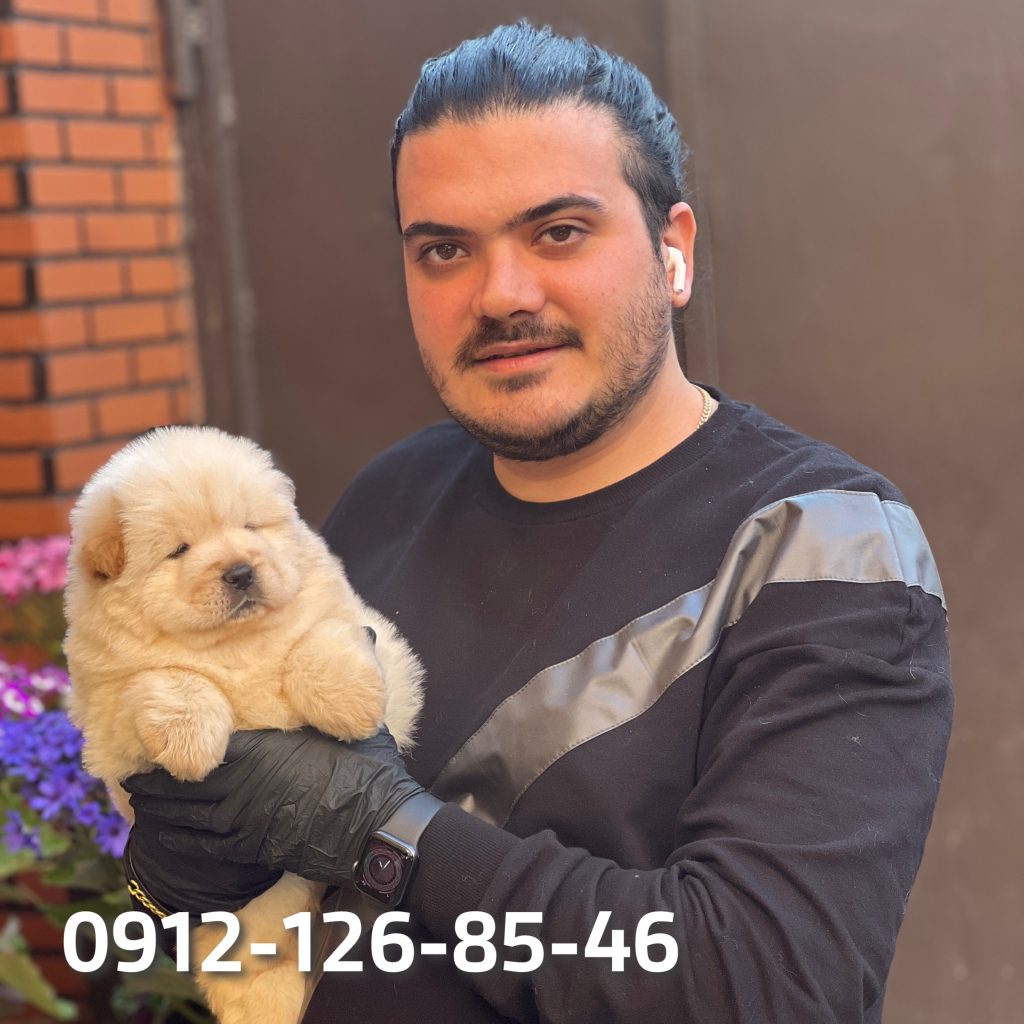 "Chow Chow puppy held by a person, showing its fluffy coat and calm expression."