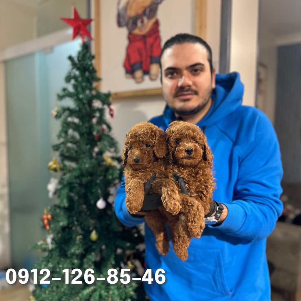 "Two poodle puppies being held in the hands of a person inside a house."