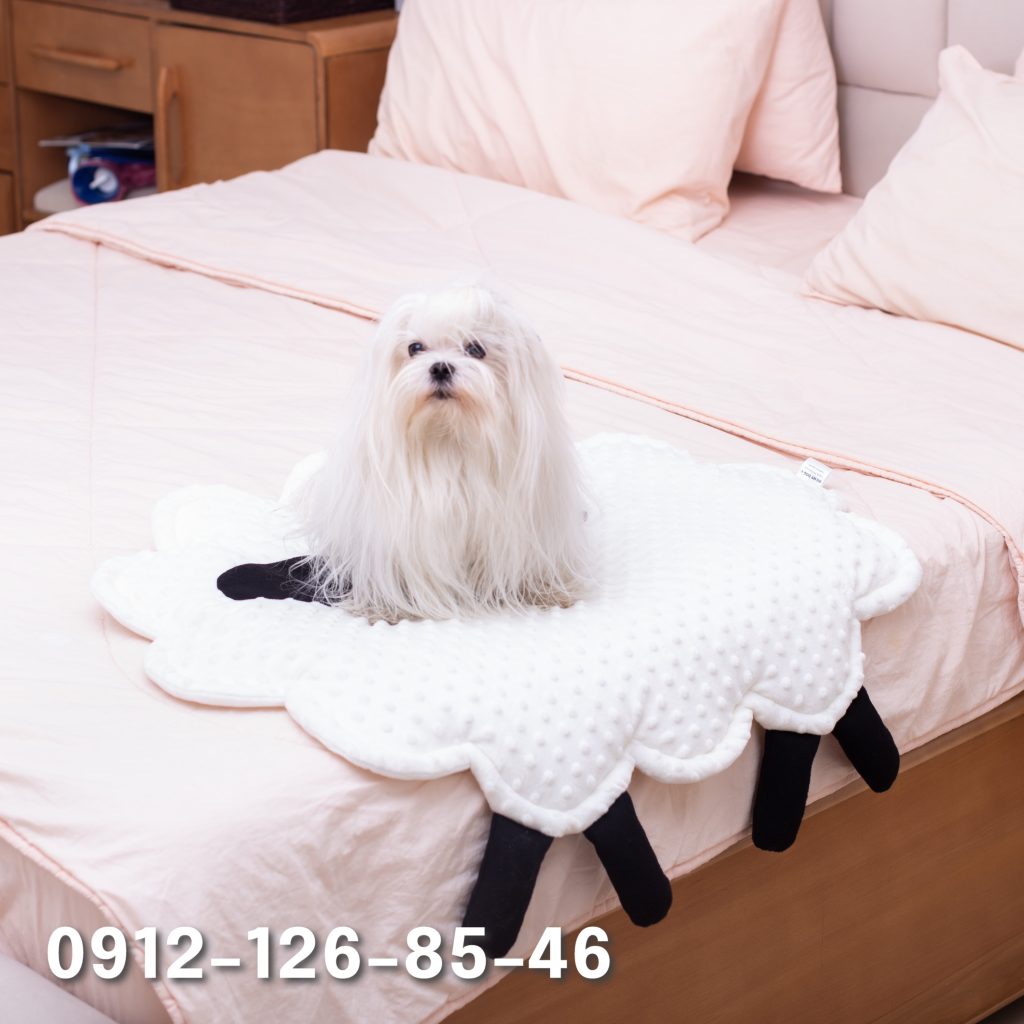 Small white Maltese dog resting on a bed.