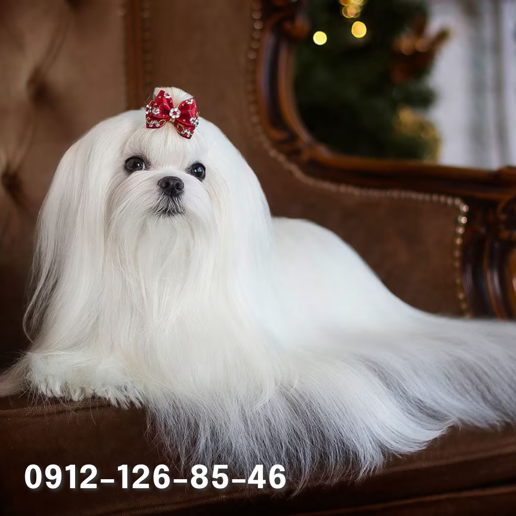 A long-haired Maltese puppy sitting on a chair.