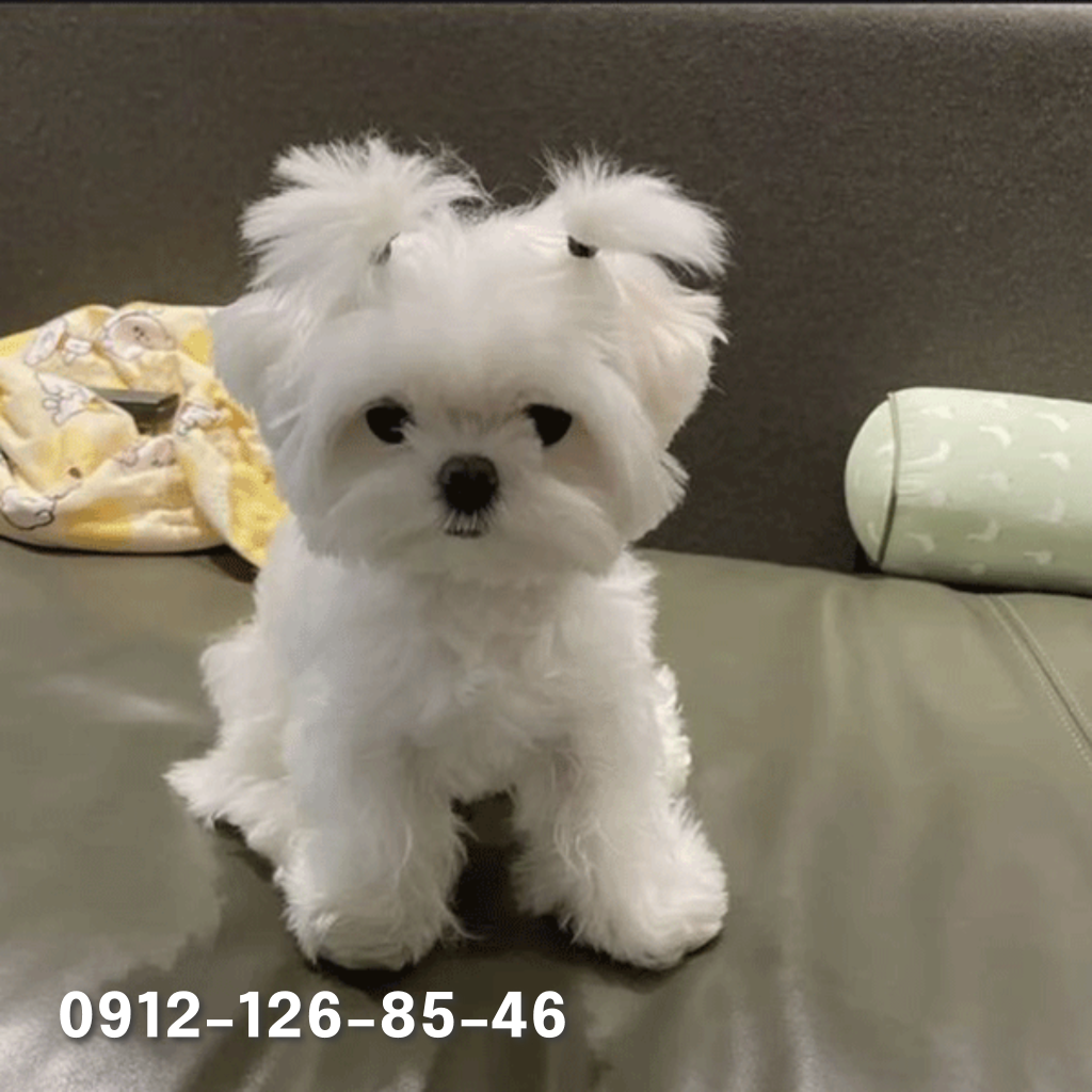 Small white Maltese dog with a grumpy expression standing.