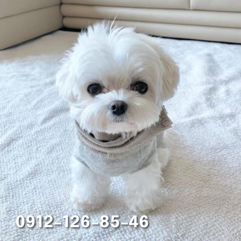 Cute small white Maltese dog sitting on a carpet