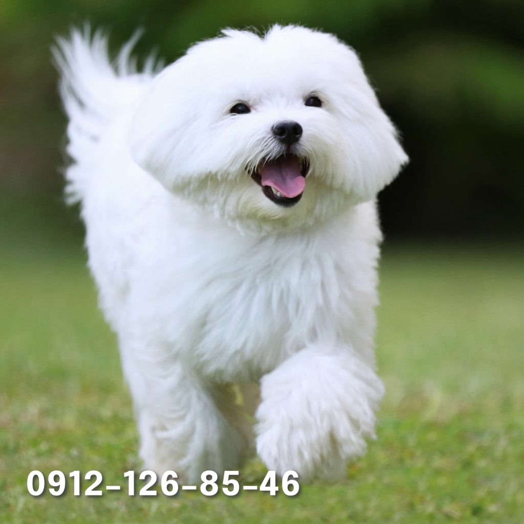 Smiling white Maltese dog running on grass.