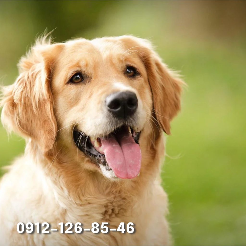 A creamy-colored golden retriever smiling.