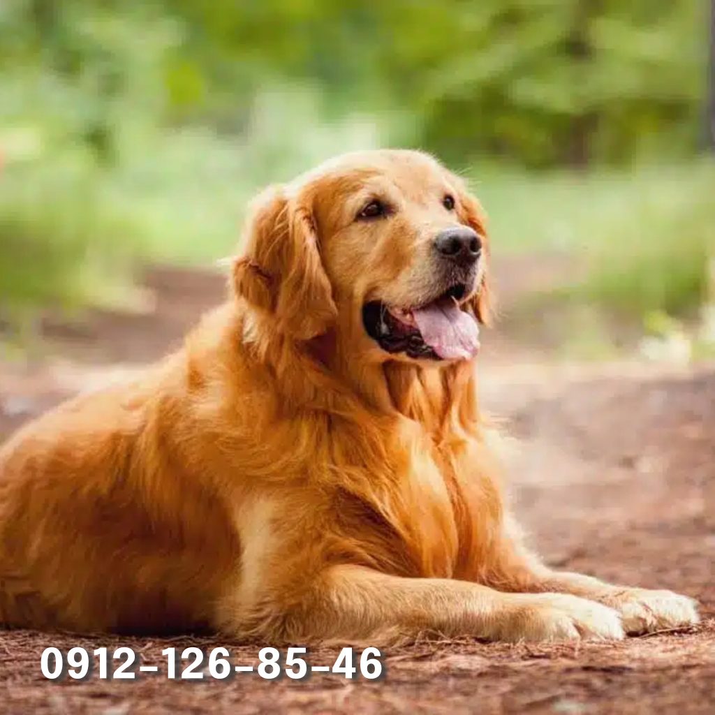 A cute brown golden retriever dog sitting with its tongue out.