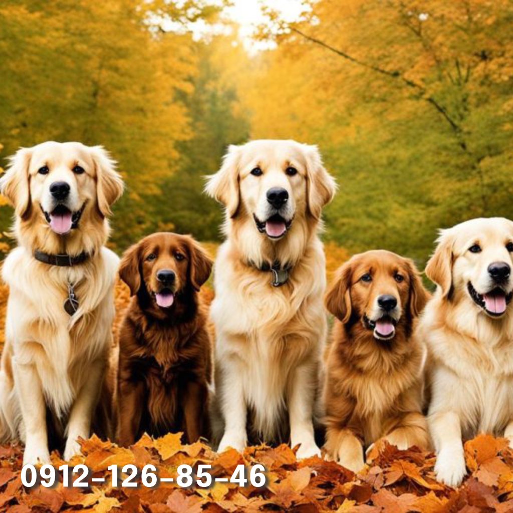 Five golden retriever dogs of different sizes sitting on autumn leaves.