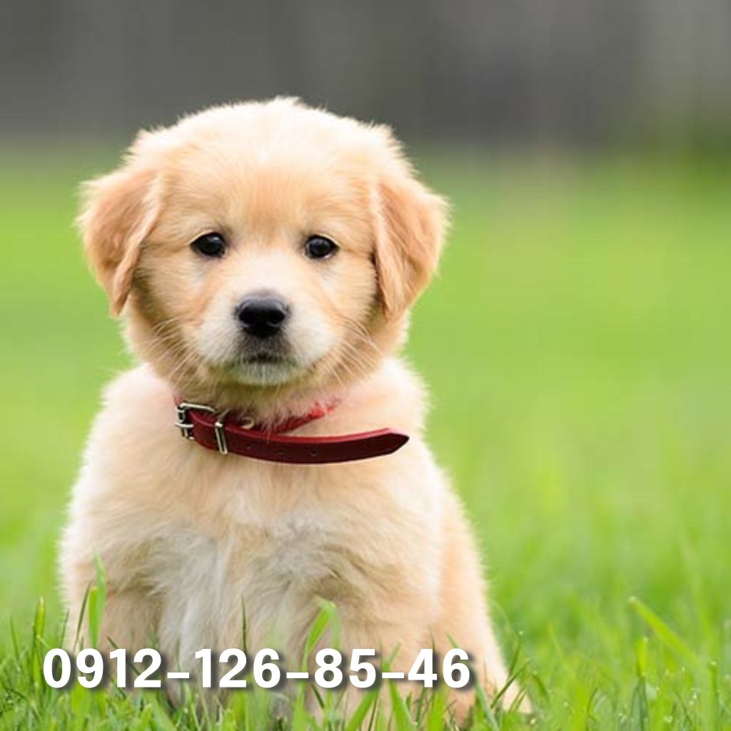 A cute and innocent-looking Golden Retriever puppy sitting on the grass.