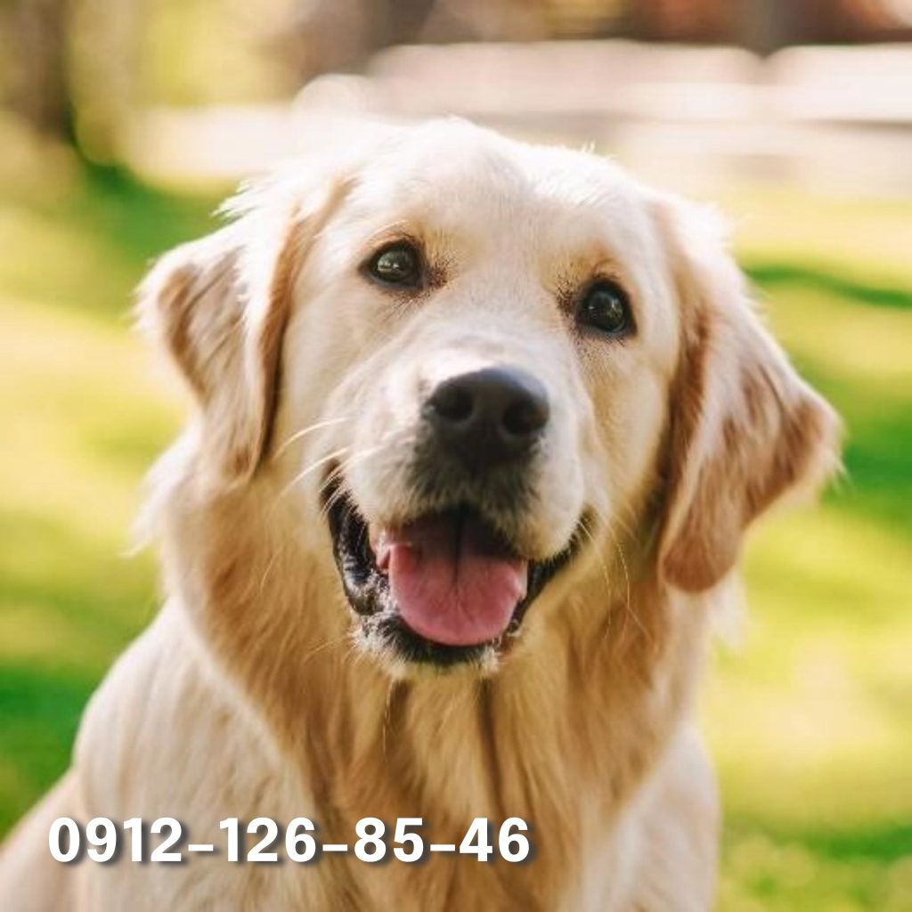 A large light-colored Golden Retriever smiling.