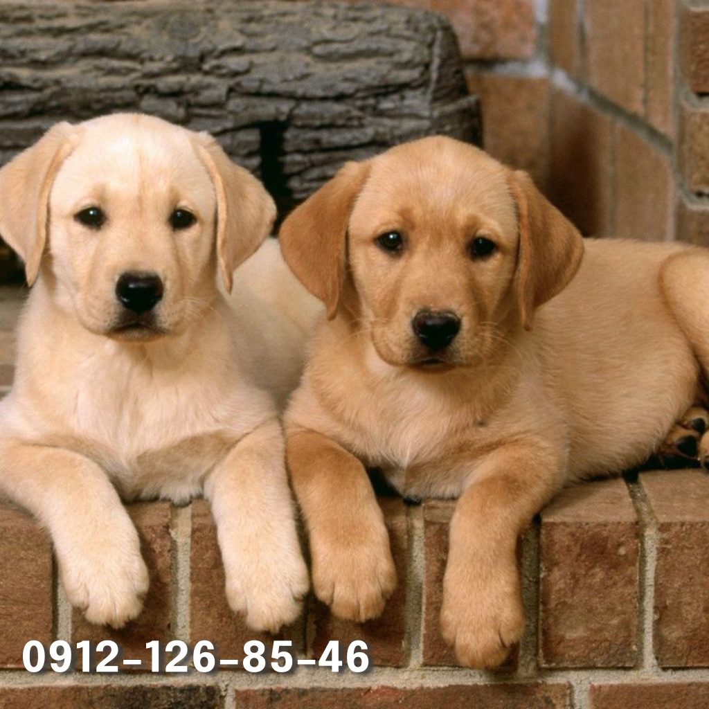 Two adorable golden retriever puppies lying down peacefully, relaxing side by side with their soft, fluffy fur gently resting on the surface.