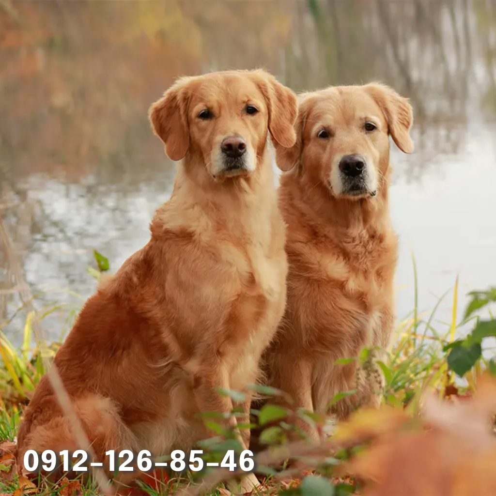 Two brown-colored golden retrievers sitting on the grass, looking alert and content, with their shiny coats blending beautifully with the green surroundings.