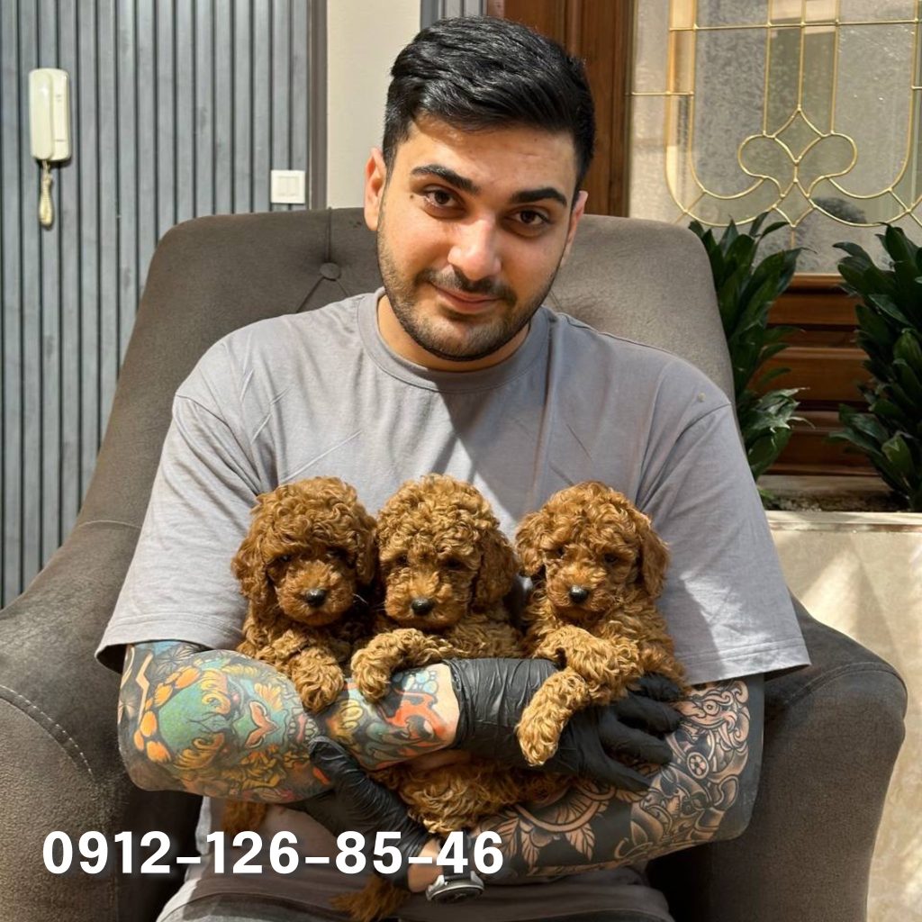 Three adorable toy poodle puppies nestled in a man's hands. The tiny, fluffy puppies have playful expressions and soft, curly fur. The man is gently holding them, and the puppies appear calm and content in his hands.