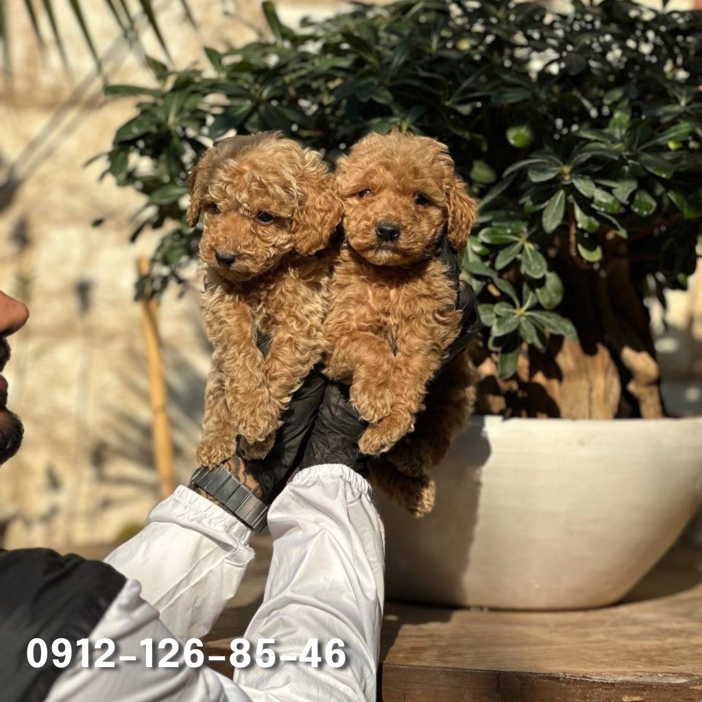 Two small and cute light brown poodles standing under the sunlight, their fluffy coats glowing in the warm light. The puppies look playful and cheerful, with their ears perked up and tails wagging.