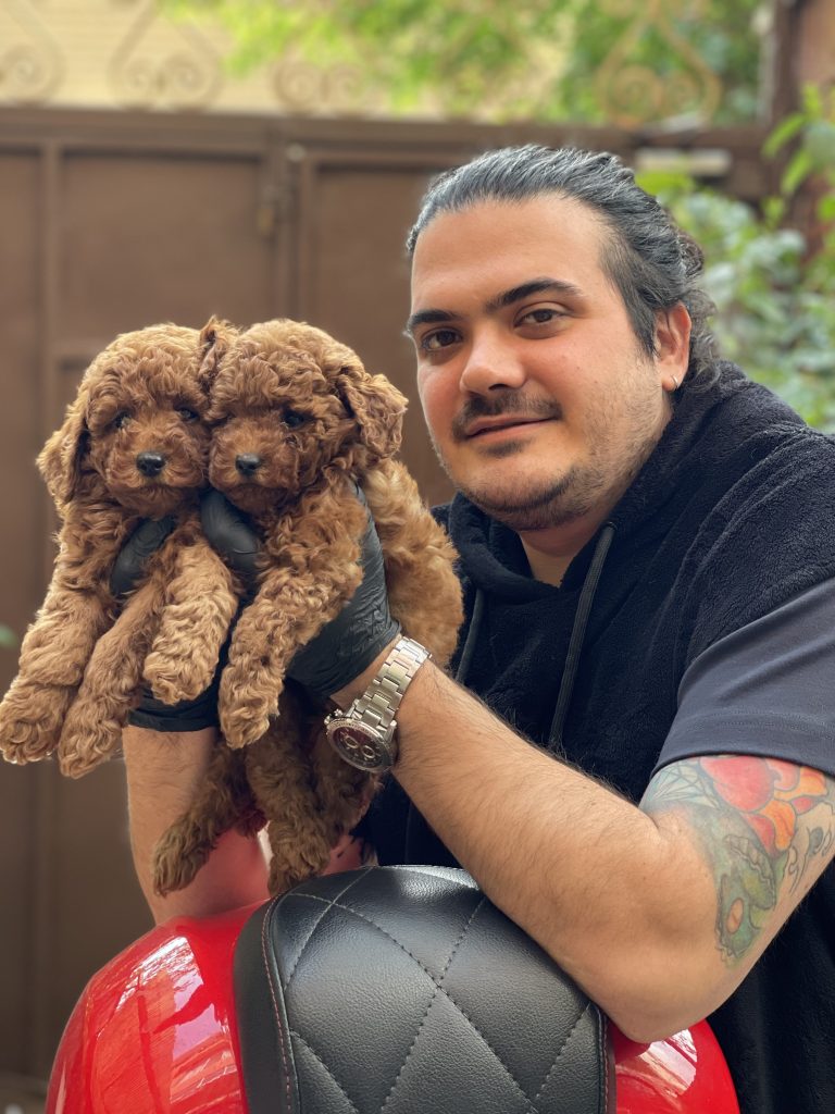 "A person sitting holding two happy brown miniature poodles in their hands."