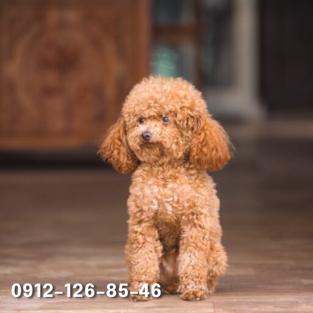 A fluffy poodle dog with a beautiful, curly coat walking confidently through a lush green park, its tail held high as it explores the surroundings.