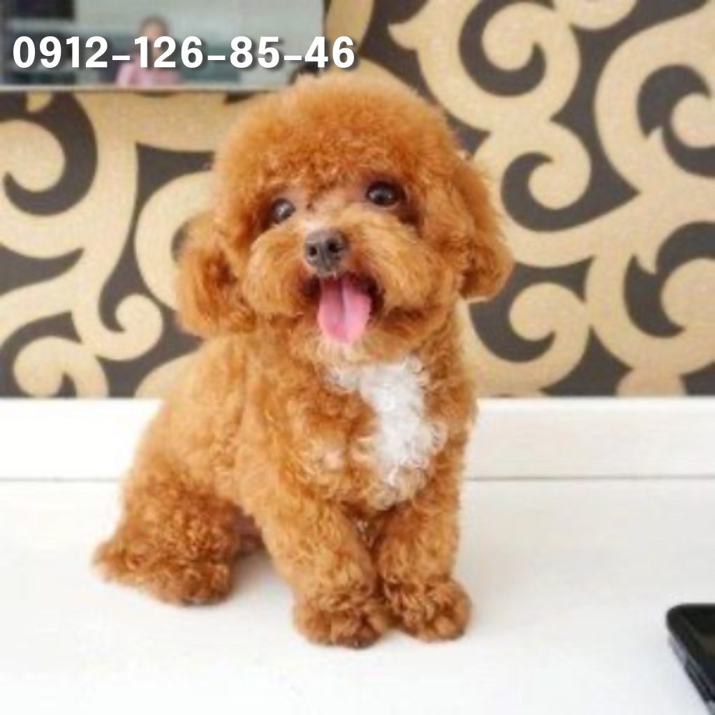 A cheerful brown Poodle puppy sitting on the floor, grinning with its tongue playfully sticking out, exuding a sense of happiness and excitement as its tail wags energetically.