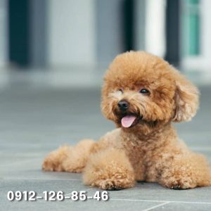 A playful brown Poodle puppy sitting on the ground, smiling with its tongue sticking out, looking joyful and energetic with its tail wagging happily.