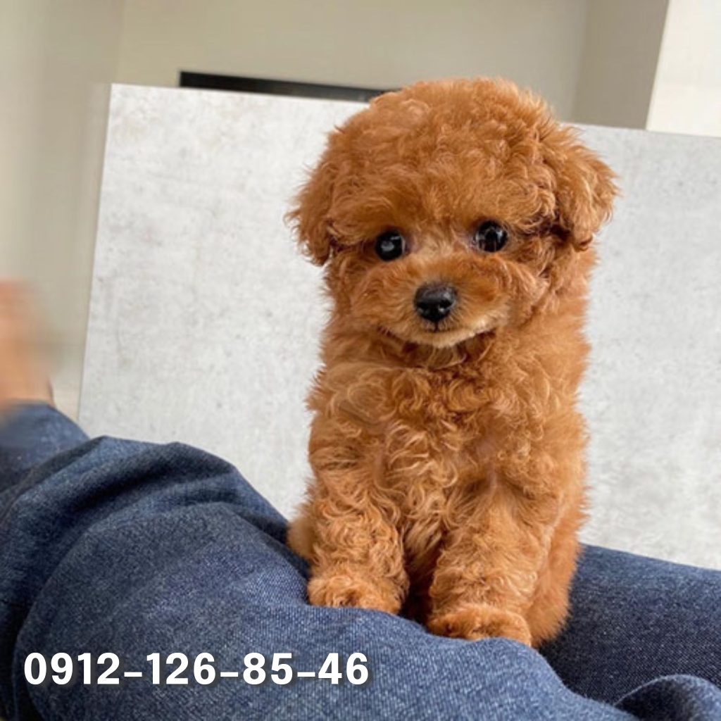 A light brown Poodle with a gentle expression, looking up at the camera with a soft, innocent gaze.