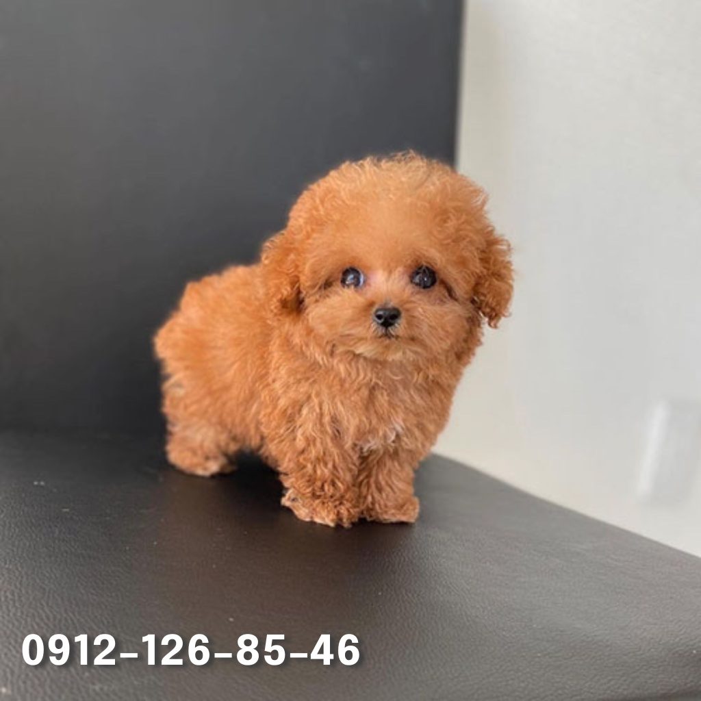 A small, brown Poodle dog with a soft and fluffy coat, looking gentle and innocent. The dog has big, expressive eyes and a calm demeanor, conveying a sense of vulnerability and sweetness. Its fur is thick and voluminous, adding to the adorable and vulnerable appearance of the dog