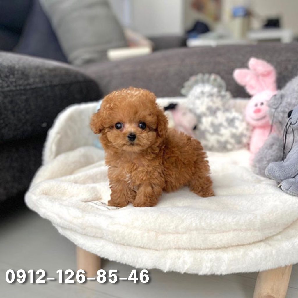 A small, brown Poodle sitting on a table with a soft, fluffy coat that looks velvety to the touch. The dog has a gentle, almost melancholic expression, as if lost in thought. Its large eyes reflect a sense of innocence and vulnerability, while its voluminous fur gives it a charming, elegant appearance. The table surface is slightly visible beneath the dog, adding context to its calm and poised posture