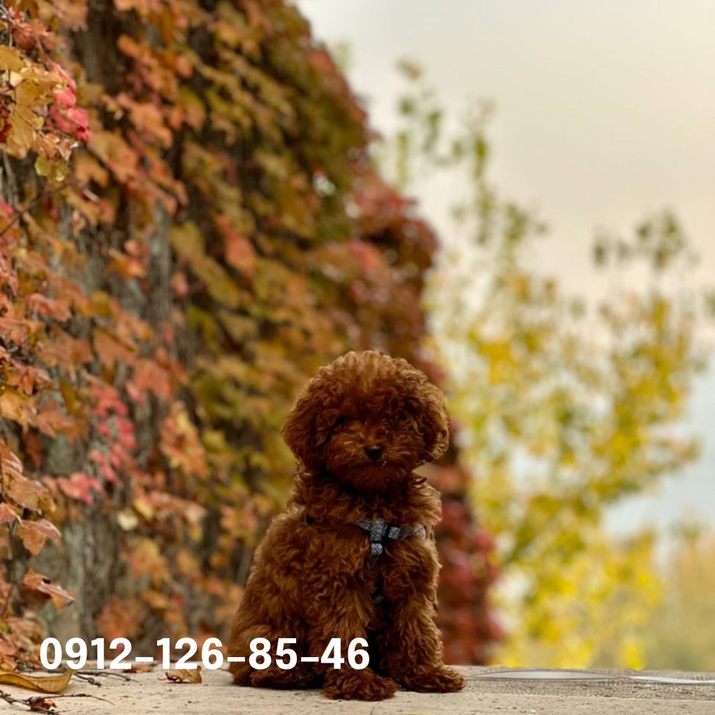 A cute dark brown poodle puppy in nature.