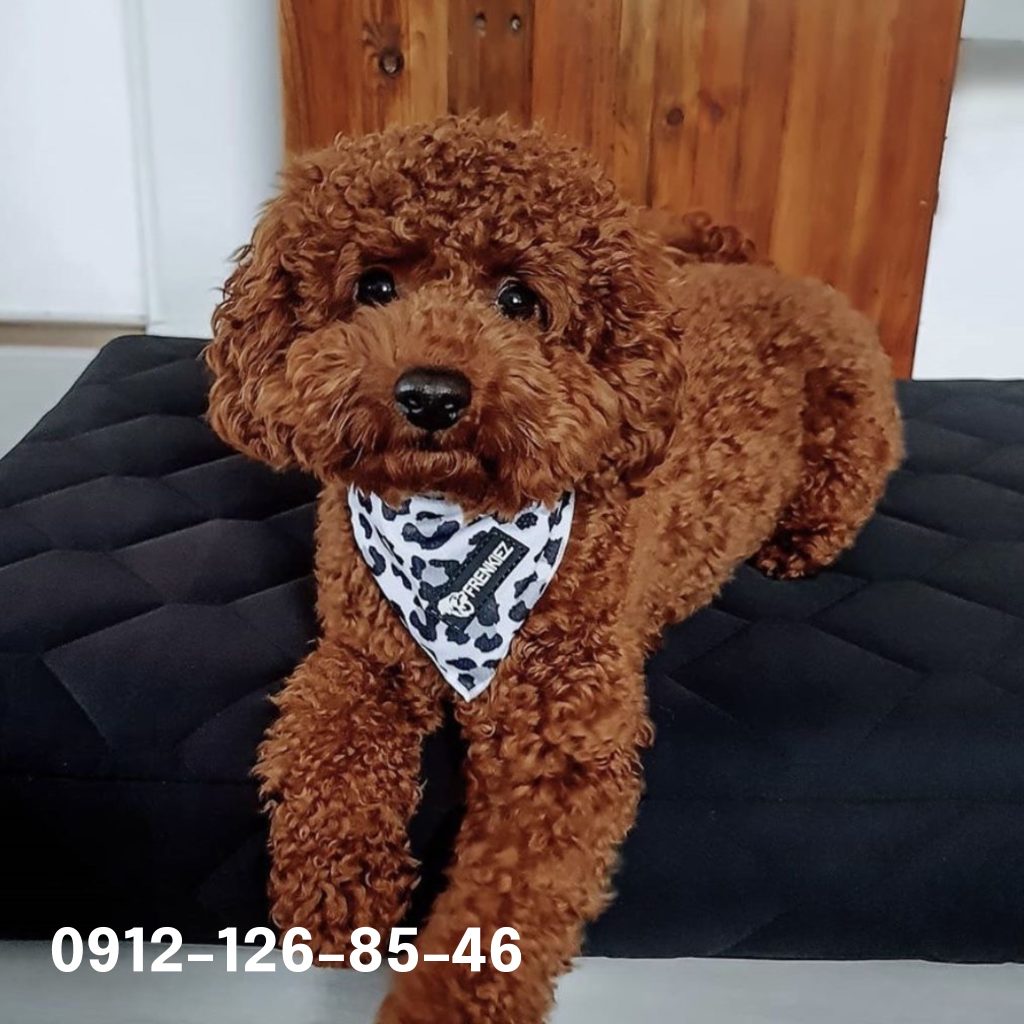 Small and cute brown poodle dog wearing a white and black bandana.