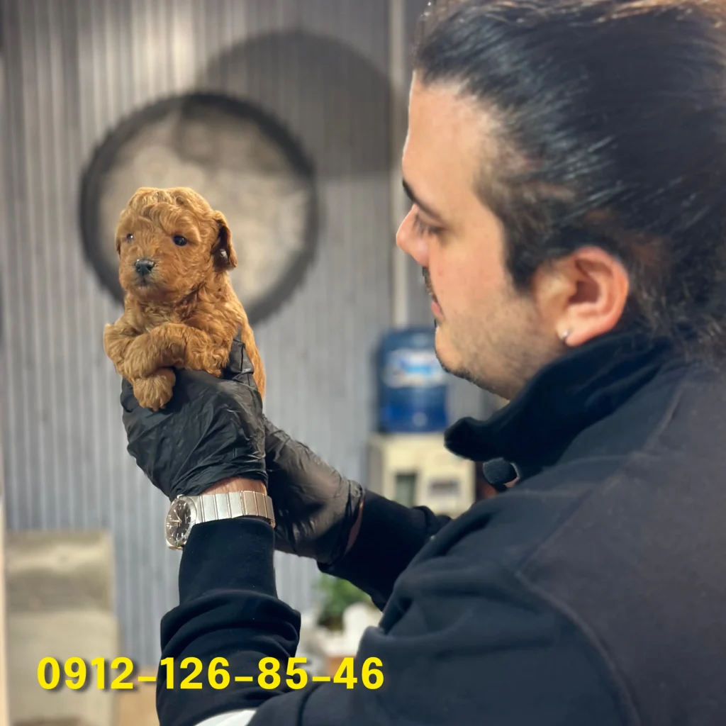 A brown poodle puppy in the hands of a person.