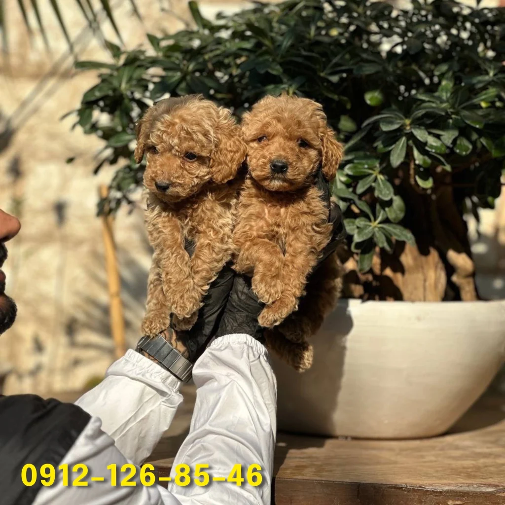 Two cute brown poodles.