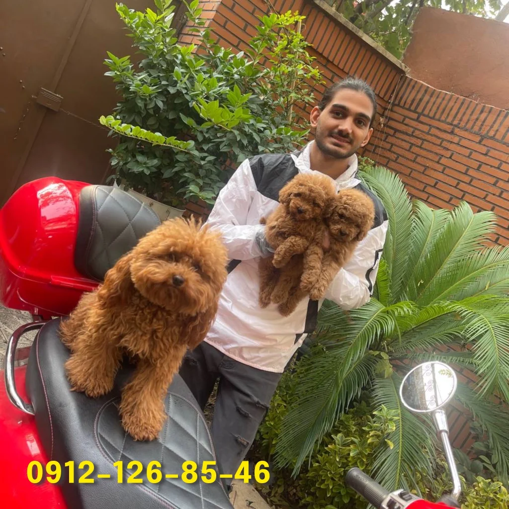 Two poodle puppies and a big, fluffy poodle.