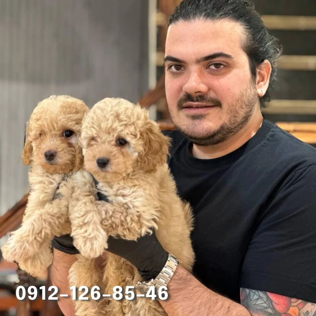 Two cream-colored poodles in the hands of a person.