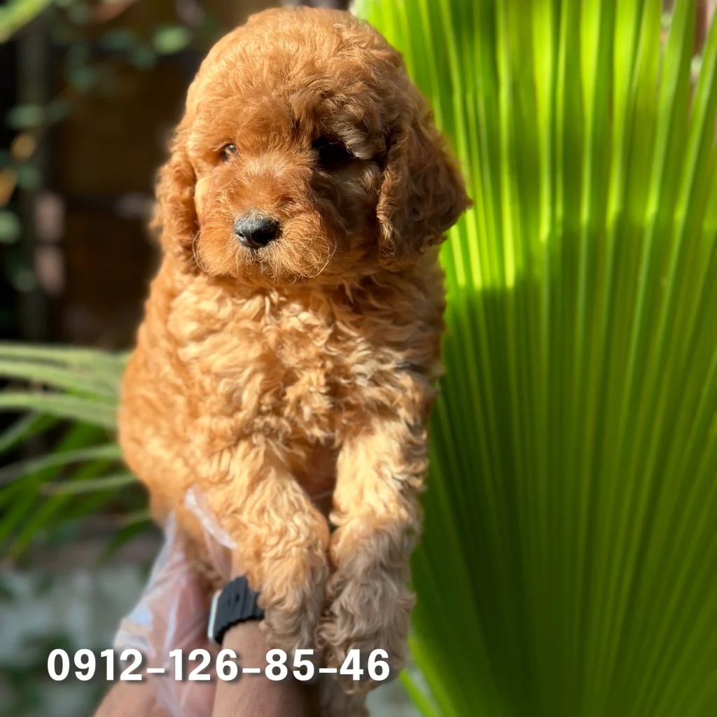 A small, innocent brown Poodle puppy being held gently in the hands of a person.