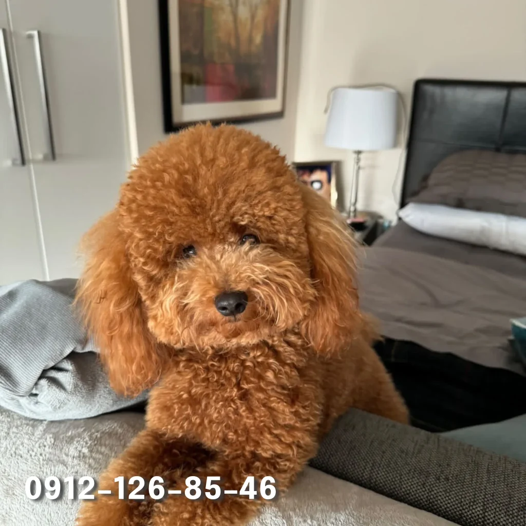 A large, fluffy Poodle dog inside the house, looking relaxed and cozy.