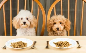 Two poodles sitting at a table with dog food on plates, ready to enjoy their meal together.