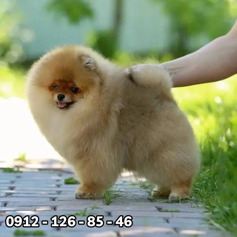 A fluffy Pomeranian dog standing on a paved path with a hand gently holding its back, surrounded by green grass and trees. The phone number 0912-126-85-46 is displayed at the bottom.
