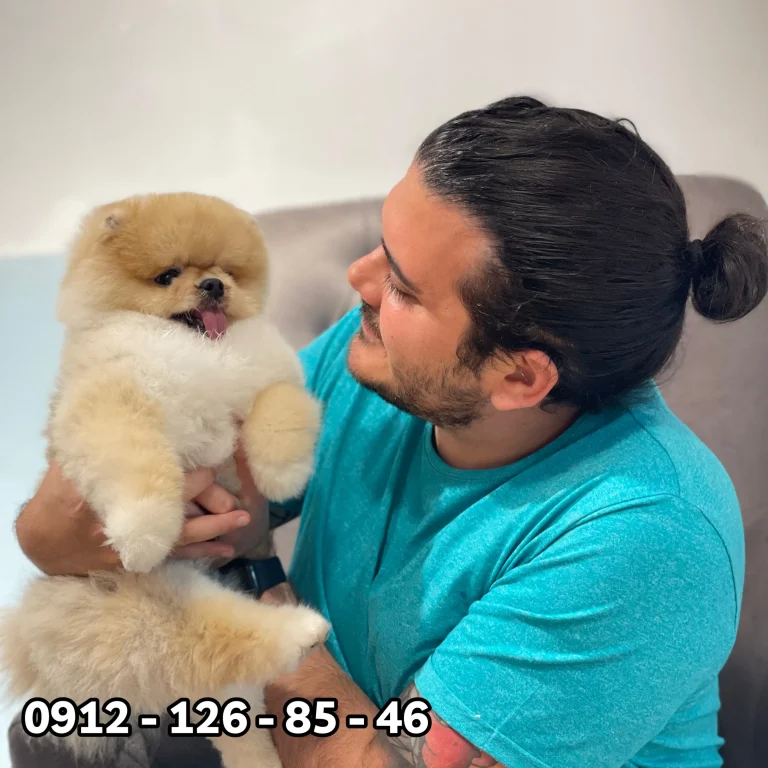 A man with tied-back hair and a blue t-shirt holding a fluffy Pomeranian dog, with the phone number 0912-126-85-46 displayed at the bottom.