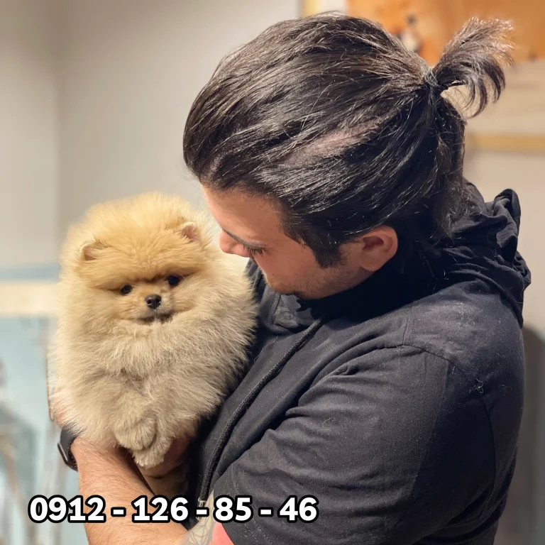 A man holding a fluffy white and brown Pomeranian puppy in his arms.