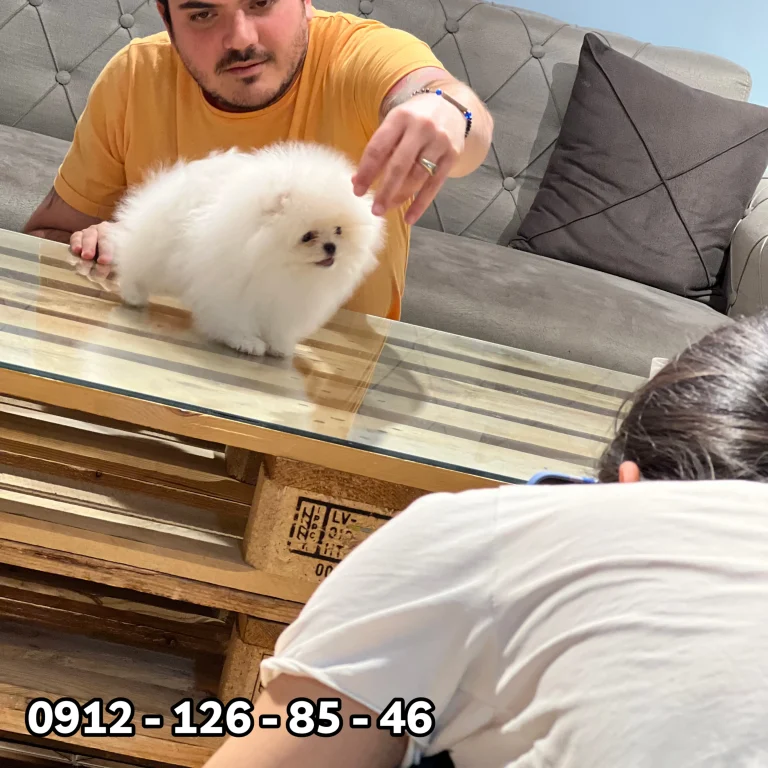 A fluffy white Pomeranian dog standing on a table while being photographed.