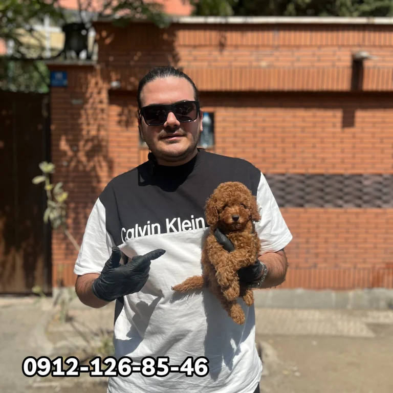 One poodle puppy being held in a gentle hand.