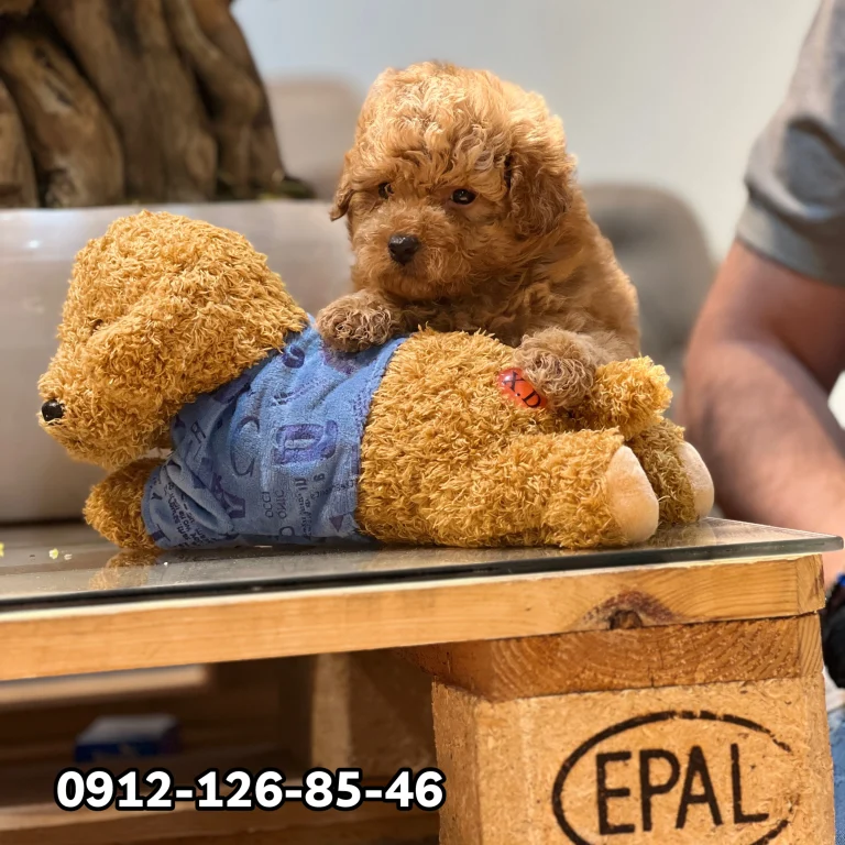 Two brown poodles playing together in a playful pose.