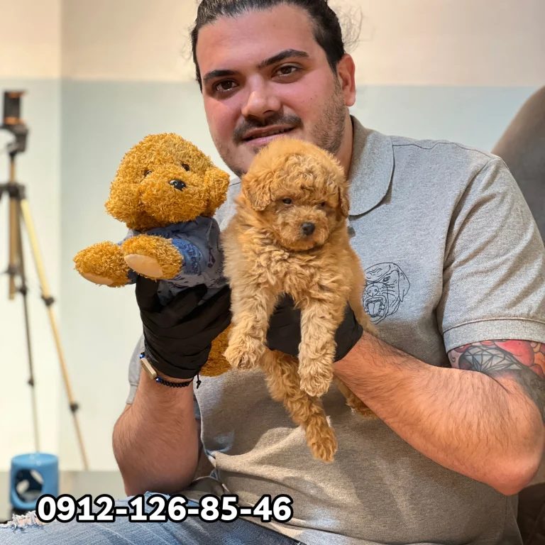 Two little poodles being held in gentle hands.